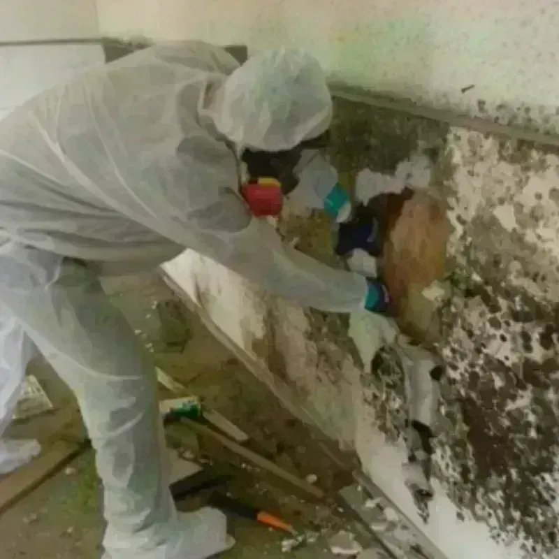 Mold Remediation and Removal in Hillsboro, KS